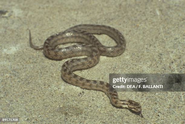 Southern smooth snake