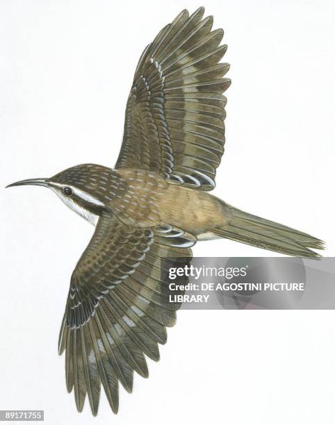 Birds: Passeriformes, Common Treecreeper , illustration