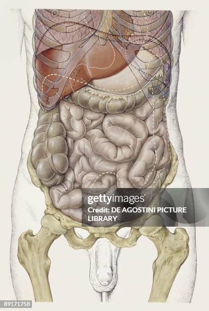 170 Bile Duct Anatomy Stock Photos, High Biology Diagrams