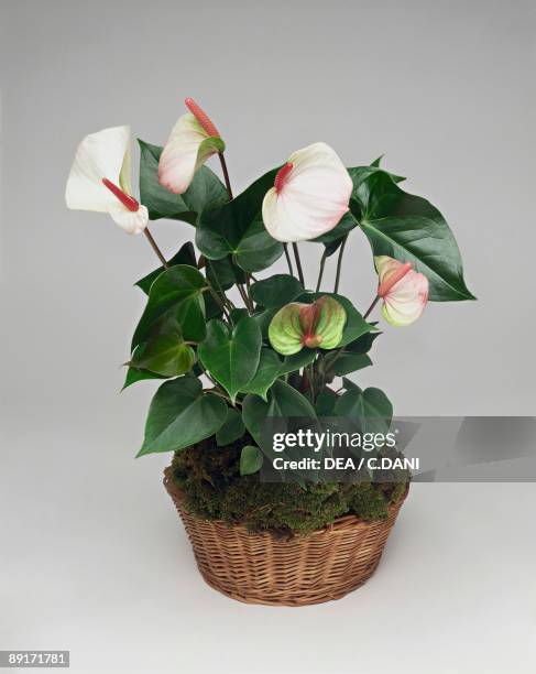 Close-up of a Flamingo lily plant