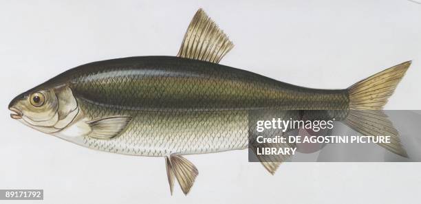 Rovella Photos and Premium High Res Pictures - Getty Images