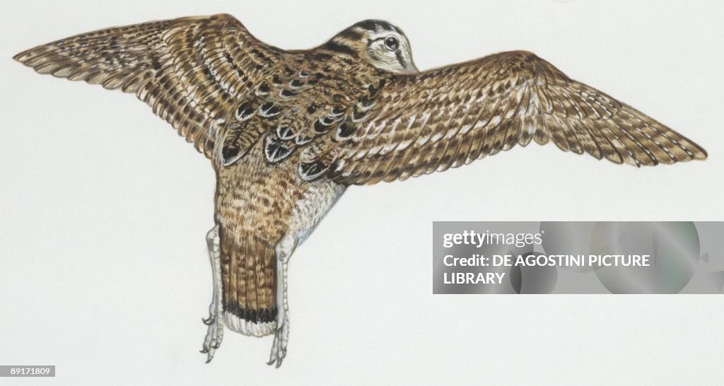 Birds: Charadriiformes, Eurasian Woodcock, (Scolopax rusticola), illustration
