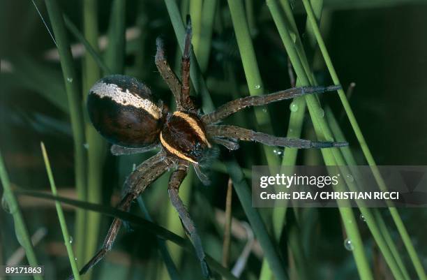 Grey Raft Spiders 156 Raft Spider Stock Photos, High-Res Pictures, and Images - Getty Images