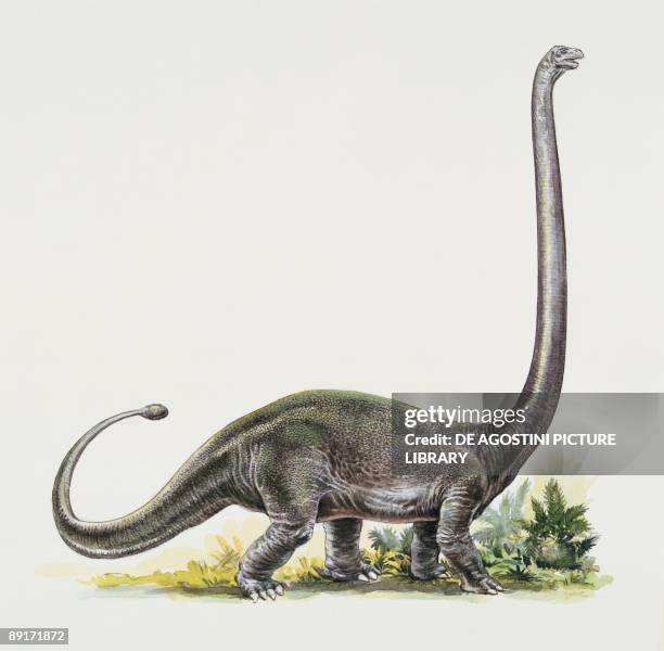Side profile of an omeisaurus