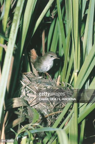 Cetti's Warbler in nest