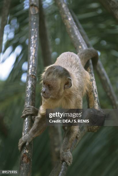 Brazil, Maranhao, Cabure, Macaque on tree