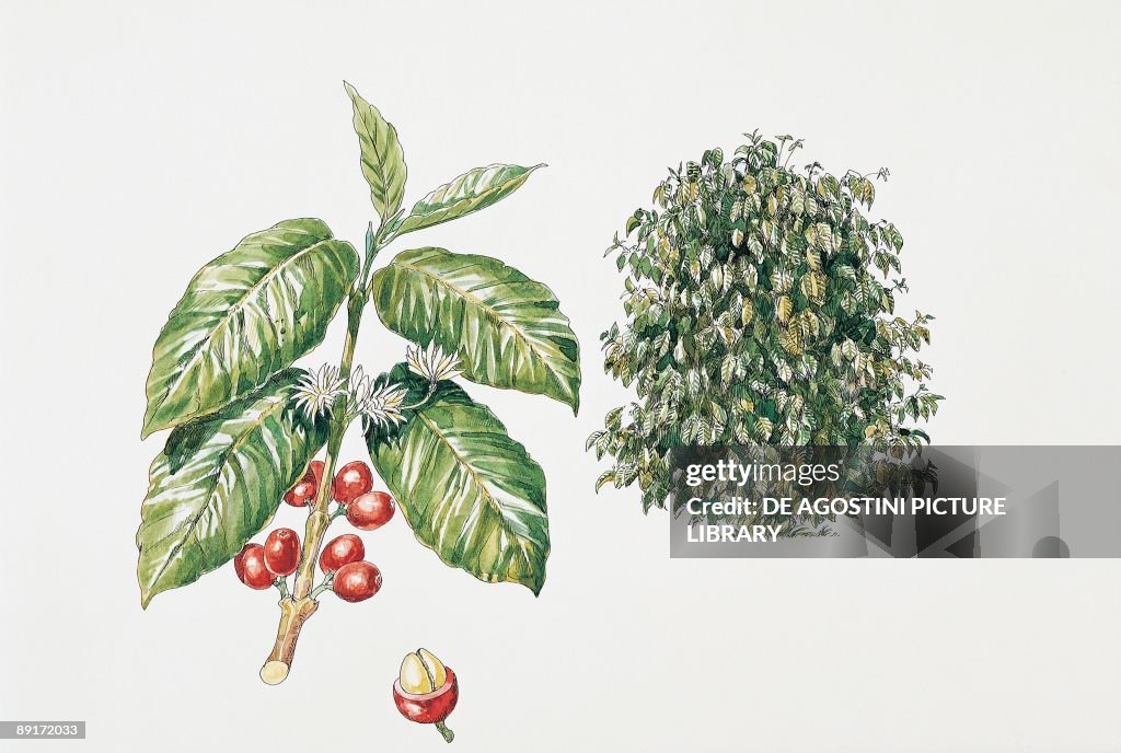 Close-up of coffee cherries growing on a plant (Coffea arabica)