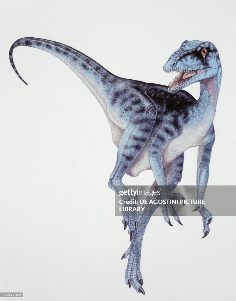 Illustration of Eoraptor