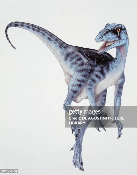 Illustration of Eoraptor