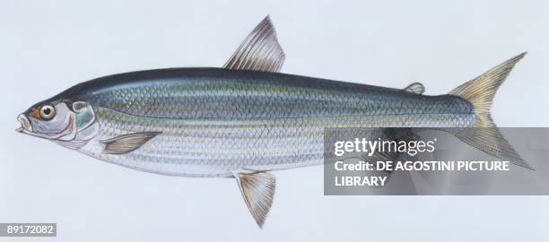 Fishes: Salmoniformes Salmonidae - Lake whitefish , illustration