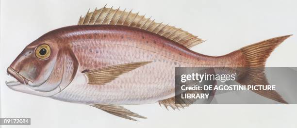 Fishes: Perciformes Sparidae - Common dentex