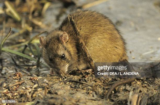129 Wharf Rat Photos and Premium High Res Pictures - Getty Images 129 Wharf Rat Photos and Premium High Res Pictures - Getty Images
