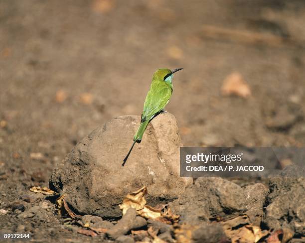 India, Gujarat, Junagadh District, Gir Forest National Park and Wildlife Sanctuary, Little Green Bee-eater sitting on rock