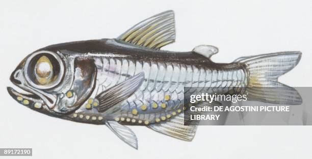 Fishes: Myctophiformes Myctophidae, Chubby flashlightfish , illustration