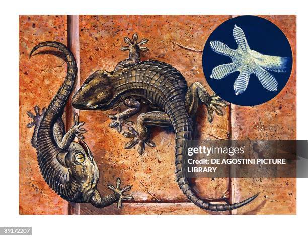 Moorish gecko , illustration