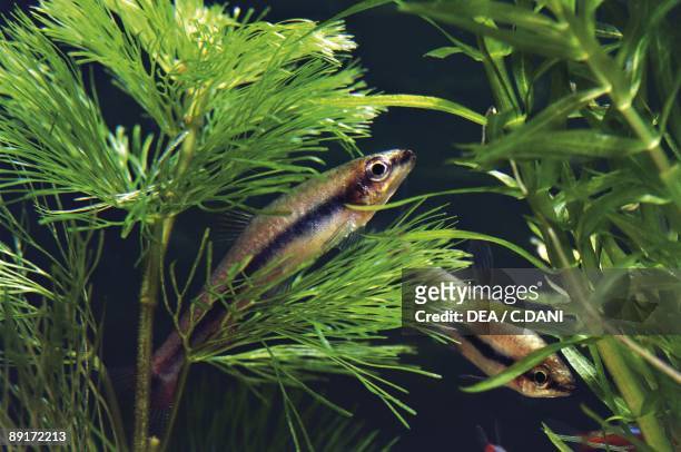 Aquarium fishes, Golden pencil Fish
