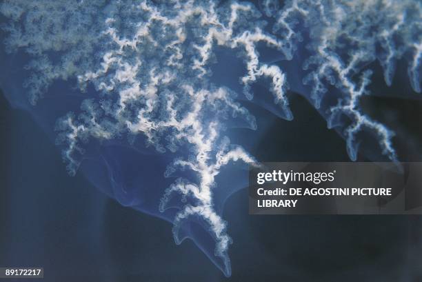 Jellyfish , close-up