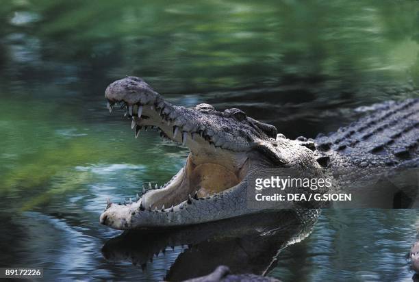 Thailand, Bangkok, Crocodile swimming with open jaws