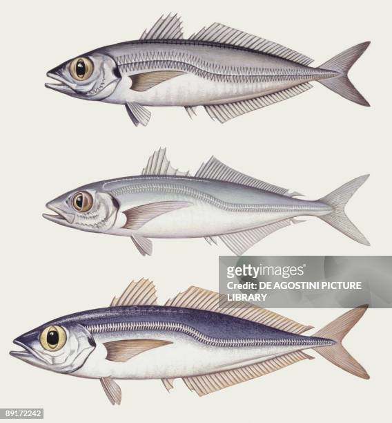 Fishes: Perciformes Carangidae, Atlantic horse mackerel big and small, illustration