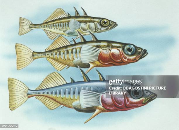 Fishes: Gasterosteiformes Gasterosteidae - Three-spined stickleback , illustration