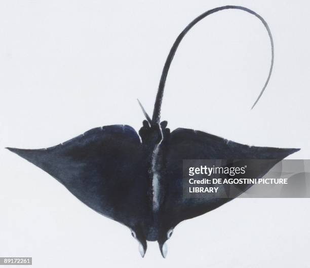 Fishes: Rajiformes Myliobatidae, Devil fish (Mobula mobular., illustration