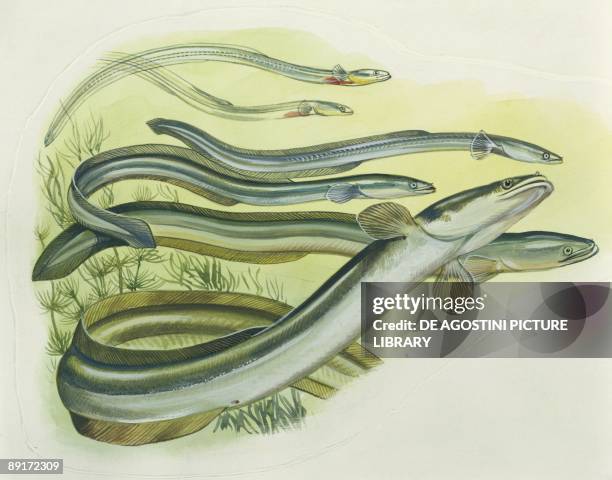 European eels , illustration