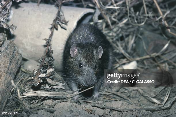 129 Wharf Rat Photos and Premium High Res Pictures - Getty Images 129 Wharf Rat Photos and Premium High Res Pictures - Getty Images