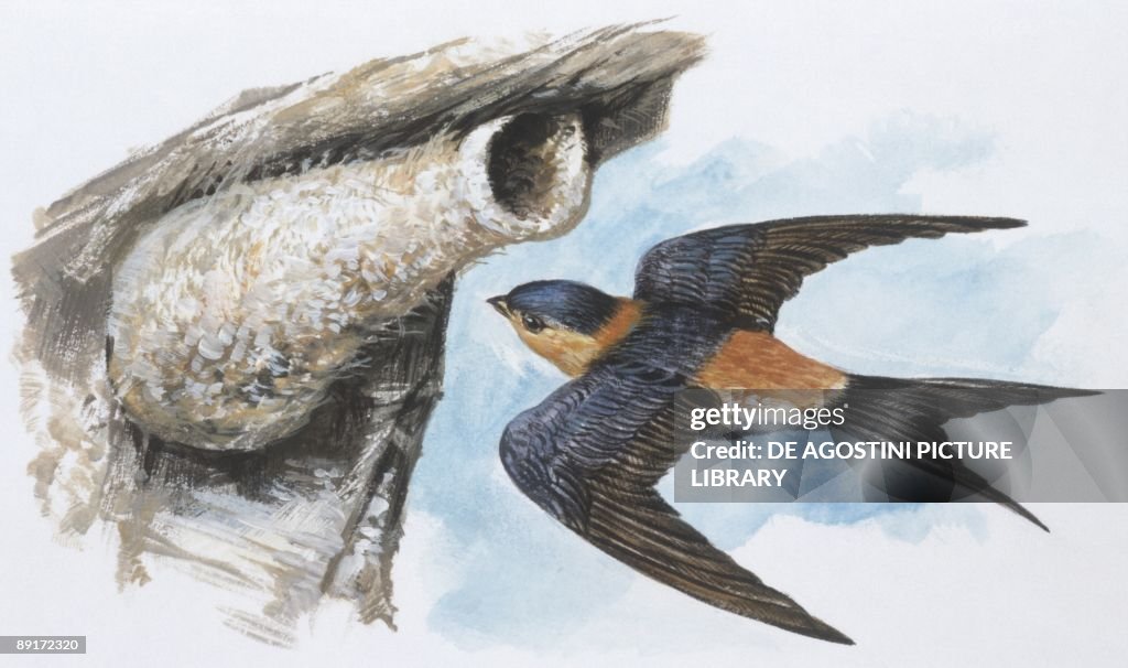 Zoology: Birds, Red-rumped Swallow (Hirundo daurica), illustration