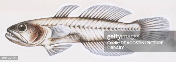 Goby Fish Translucent 157 Transparent Goby Stock Photos, High-Res Pictures, and Images ...