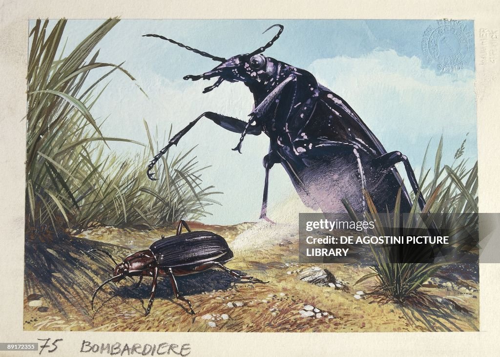 Bombardier Beetles (brachynus crepitans), illustration