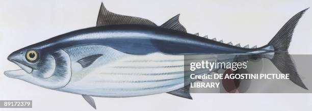 Fishes: Perciformes Scombridae, Skipjack tuna , illustration