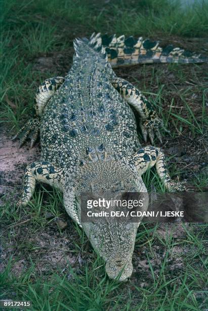 High angle view of an Australian freshwater Crocodile resting