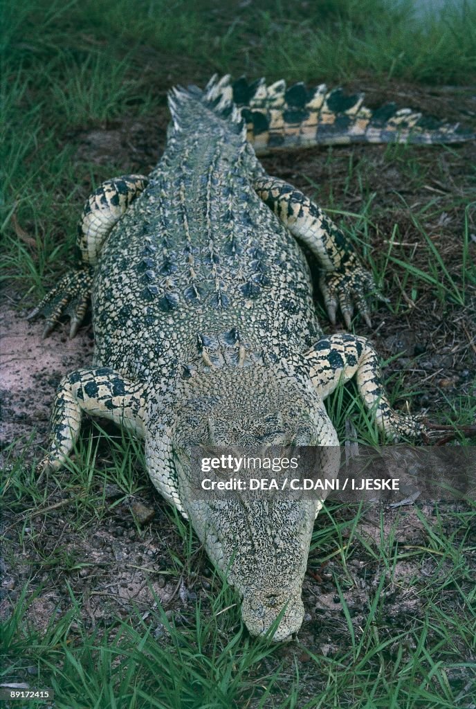 High angle view of an Australian freshwater Crocodile resting (crocodylus johnsoni)
