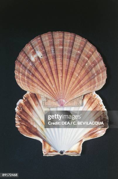 Shell of Pecten Jacobaeus