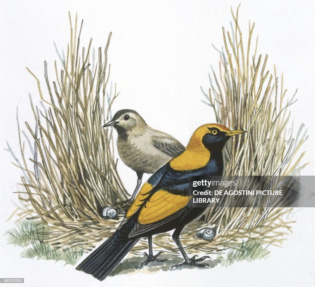 Birds: Passeriformes, Great Bowerbird, (Chlamydera nuchalis), illustration