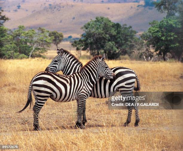 Two Grant's zebras in the forest, Masai Mara National Reserve, Kenya