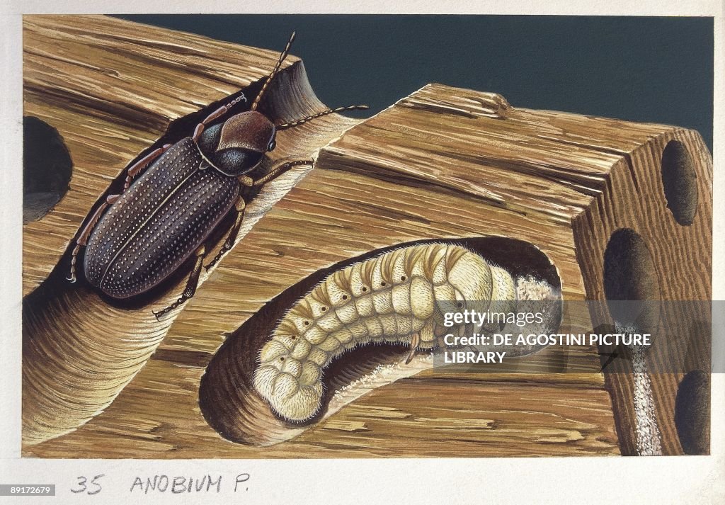 Common furniture beetle (Anobium punctatum), illustration