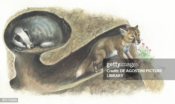 European Badger and Red Fox in lair, cross section, illustration