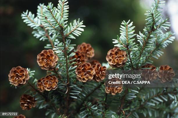 Close-up of flowers on a Hemlock tree