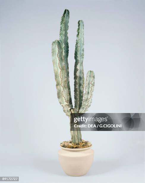 Close-up of a potted plant of Snow on the Mountain