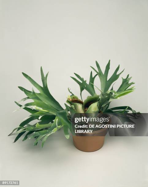 High angle view of an Elkhorn fern plant