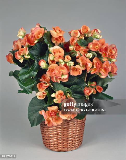 Close-up of a Tuberous begonia plant