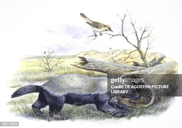 Zoology: Greater Honeyguide and Honey Badger entering tree trunk, illustration