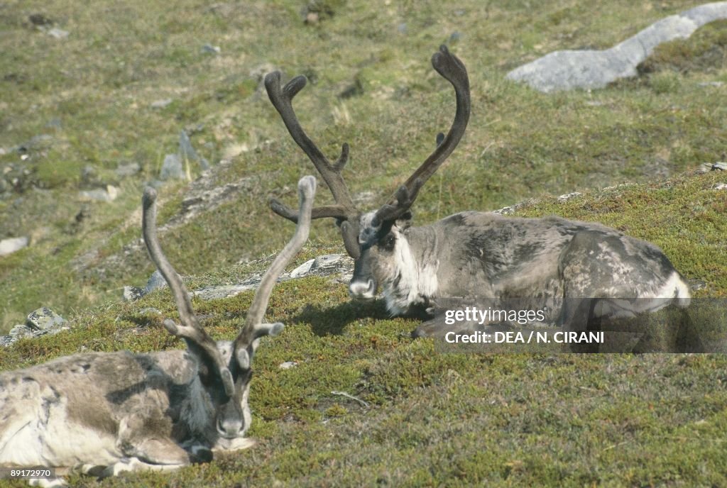Two Reindeer (Rangifer tarandus) lying on hillside