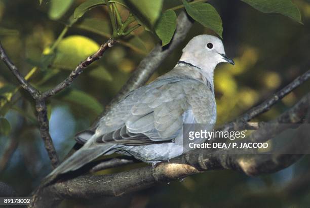 Eurasian Collared Dove sitting on branch