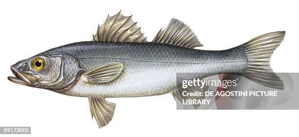 European seabass , illustration