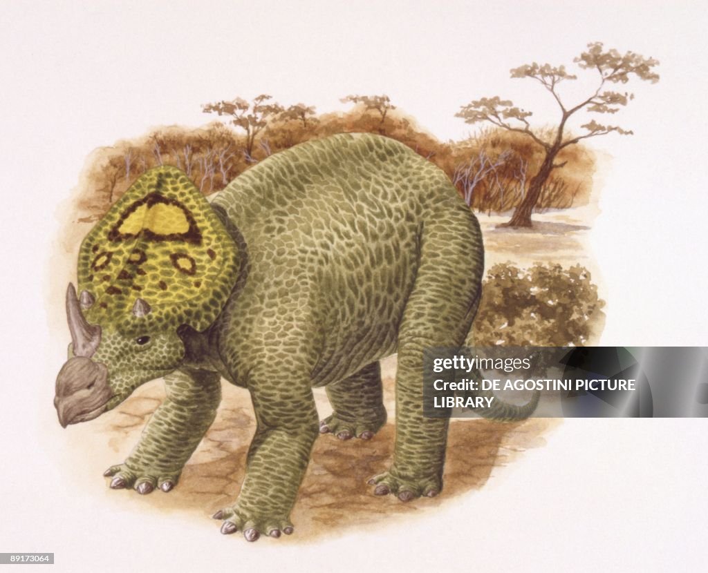 Illustration of Brachyceratops