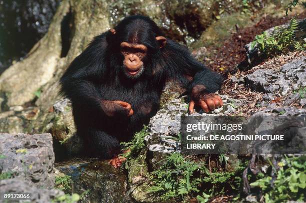 Chimpanzee Rocks Chimpanzee Rock Photos and Premium High Res Pictures - Getty Images