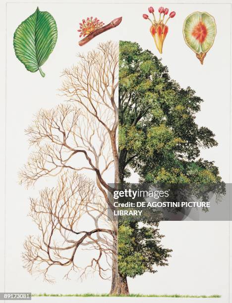 Staging Tree Rcaing Tree Growth Stage Photos and Premium High Res Pictures - Getty Images
