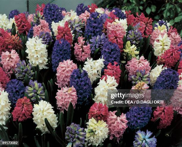 Close-up of various Hyacinthus Orientalis flowers